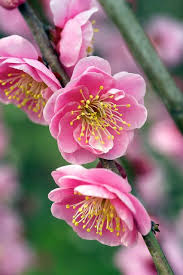 Plum Blossoms Pretty Flowers Flowers Amazing Flowers