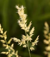 Image result for Schmidtia pappophoroides