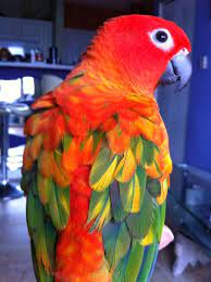 760 Animals Ideas Animals Animals Beautiful Pet Birds