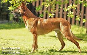 Malinois, x'mali von der steinteichmühle, rottweiler von der steinteichmühle, welpen, wurfplanung. Malinois Mechelaar Belgischer Schaferhund Zuchter Hundezuchter Verzeichnis Hundund De