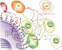 One stop data analysis retweeted. Adaptive Immunity And Genetics Of The Host Immune Response Sciencedirect