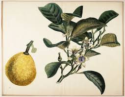 Earl grey tea is a tea blend which has been flavoured with the addition of oil of bergamot. Den Basta Earl Grey Teblogg Kaffeblogg Las De Senaste Nyheterna