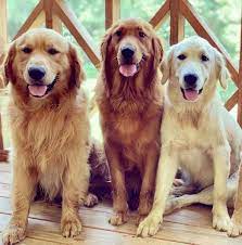 4,242 likes · 18 talking about this. The Golden Life Retrievers Home Facebook