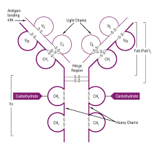 Both johnson & johnson and astrazeneca vaccines are causing deaths via blood clots, obviously because the spike protein antibody causes blood clots that travel to. Antibodies For Western Blotting Thermo Fisher Scientific De