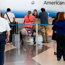 American airlines, fort worth, texas. Miniature Service Horse Spotted On Cross Country Flight People Com