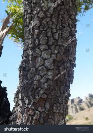 Image result for Uapaca