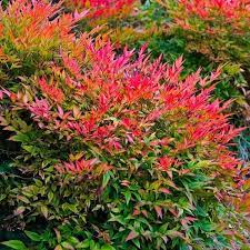 Very hardy shrub displays attractive foliage in all seasons. Nandina Domestica Gulf Stream Heavenly Bamboo Large Specimen