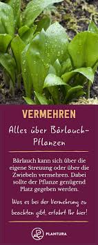 Bärlauch ist in deutschland nicht geschützt, gilt in einzelnen bundesländern jedoch als ausgesprochen selten. Barlauch Anpflanzen Vermehren Ernten Plantura Barlauch Anpflanzen Barlauch Pflanzen Barlauch