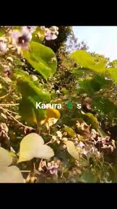 Image result for Abutilon longicuspe