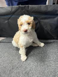 PatientsOfTheDay Graceful...