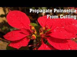 Grow Poinsettia How To Propagate Poinsettia From Cuttings With Update Poinsettia Propagation Perennial Shrubs
