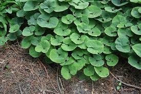 Apr 16, 2021 · below are some tulip plant care tips to help your flowers thrive. Can You Recommend Some Deer Resistant Shade Perennials Extension