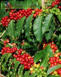 Kona Coffee Cafe Kona O Mais Famoso Do Mundo Planta Do Cafe Colheita De Cafe Lavoura De Cafe