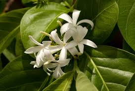 Image result for Holarrhena