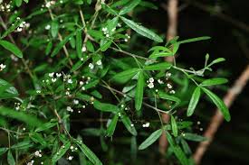 Image result for Tapinanthus forbesii
