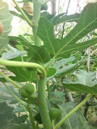 Résultat de recherche d'images pour "patlican incir"