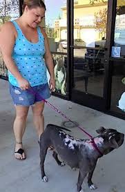 390 reviews of pets r us veterinary hospital i went to get my dog checked out earlier this evening and was referred to this place via rough patches pet rescue. Injured Pit Bull On Road To Recovery