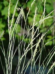 Image result for Pseudovigna