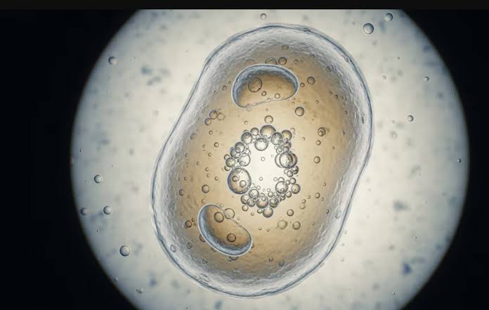 Científicos crean por primera vez una célula sintética capaz de crecer y replicarse