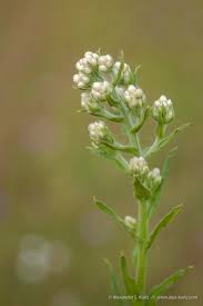 Image result for Dipcadi vaginatum