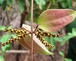 Image result for Dioscorea cotinifolia