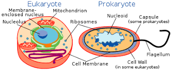 The passive movement of a solute across a permeable membrane. Cell Membrane Wikipedia