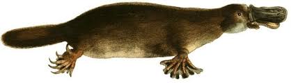 Females lay eggs, and males are venomous. Search Asknature