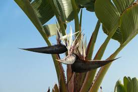 Image result for Strelitzia alba