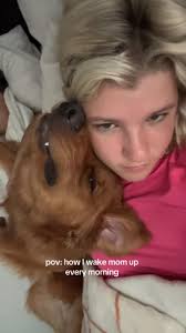 such a cuddler🩷 #velcrodog #cuddle #goldenretriever