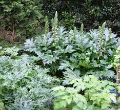Image result for Acanthus