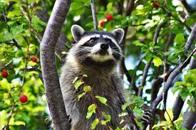 Luckily, raccoons are much larger than rodents or insects, this means it is unlikely that they will be able to enter your home through the same small holes that other pests do. Pin On Bug Pest Control Tips