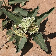 Asclepias Nyctaginifolia Is A Species Of Milkweed Known By The Common Name Mojave Milkweed It Is Native To The Southwes Asclepias Arizona Wildflowers Milkweed