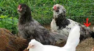 How old does a rooster have to be to start crowing? Ywhat To Look For In Determining Gender In Young Chickens