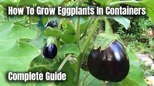 How To Grow Eggplants In Containers The Complete Guide To Growing Eggplants Youtube