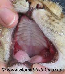 Stomatitis In Cats Cat Diseases Like A Cat Feline