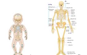 Hãy giải thích cách làm đó. Cach Thá»©c Phat Triá»ƒn Chiá»u Cao á»Ÿ Tráº» Em