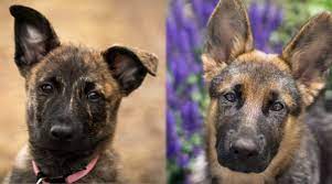 Maybe you would like to learn more about one of these? Dutch Shepherd Vs German Shepherd Differences Similarities