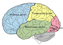 Kora Bolshih Polusharij Golovnogo Mozga Eyo Zony