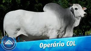 Pagina teste a voz do operário política de privacidade. Operario Col Youtube