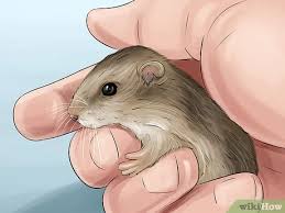 3 Ways To Ship Live Animals Wikihow