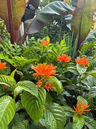 Image result for Justicia spicigera