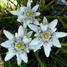 Edelweiss Flowers Seed Winter Hardy Perennial400 Seeds Edelweiss Flower Alpine Flowers German Flower