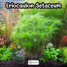 Image result for Eriocaulon setaceum