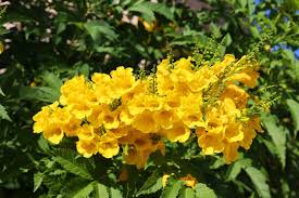 Image result for Bignoniaceae