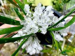 Image result for Podangis dactyloceras