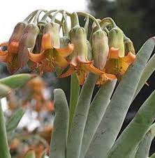 Image result for Falkia oblonga