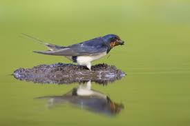 The site owner hides the web page description. Swallow The Wildlife Trusts