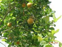 Image result for Strychnos innocua