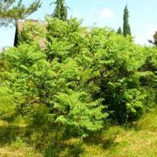 Image result for Searsia rehmanniana