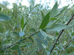 De treurwilg is een boom die vrij groot wordt, maar ook goed terug gesnoeid kan worden. Silberweide